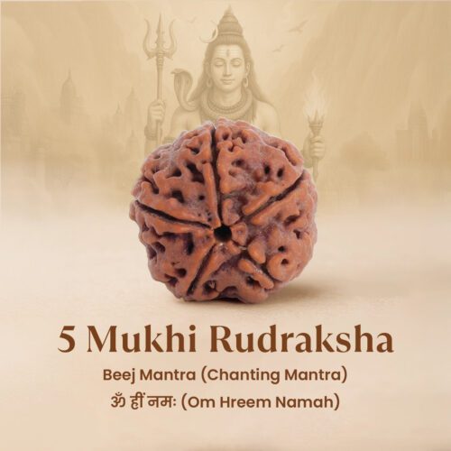 5 Mukhi Rudraksha
